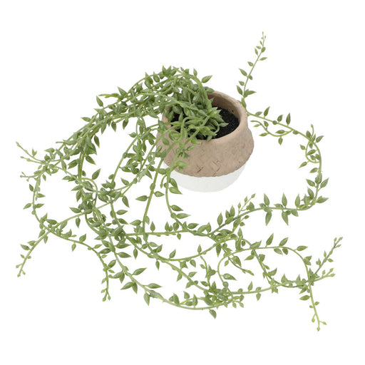 Bean Leaves in Cement