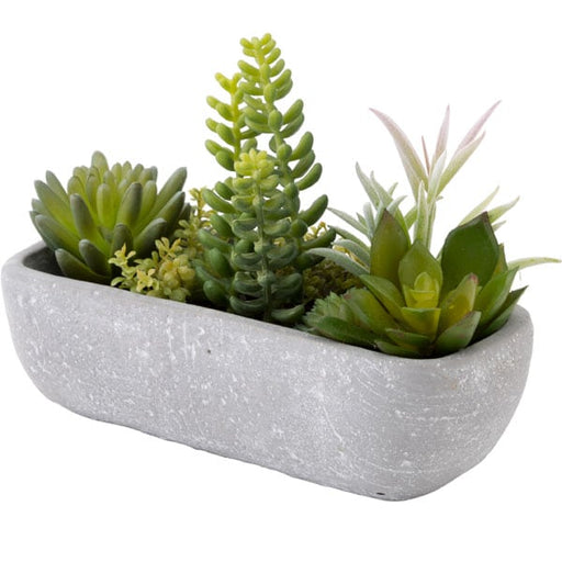 SUCCULENT IN CEMENT POT HA31755GN