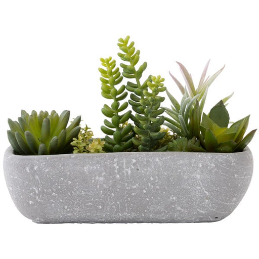 SUCCULENT IN CEMENT POT HA31755GN