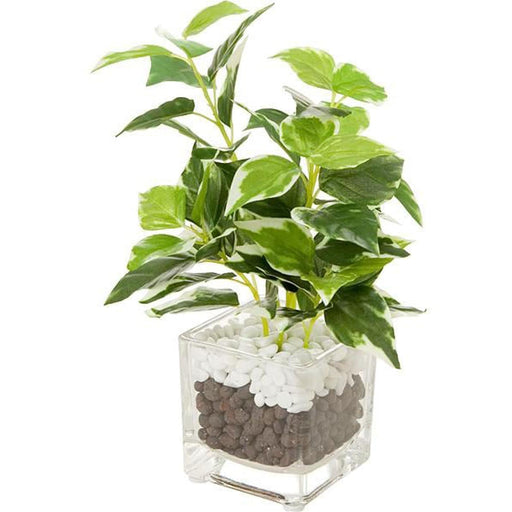 20CM PEPEROMIA SMALL GLASS POT