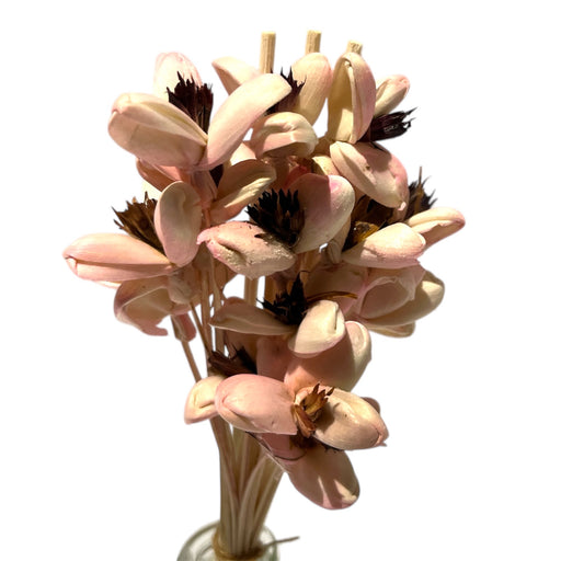 AROMA DIFFUSER IN GLASS BOTTLE REC SOLA FLOWER STICK PI DT