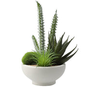 ARRANGED CACTUS IN CEMENT POT YX