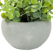 OREGONO IN CEMENT POT 45502GN