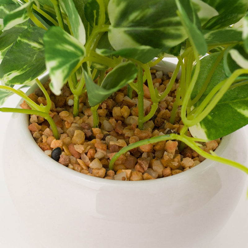 23CM SCINDAPSUS W/ CERAMIC POT