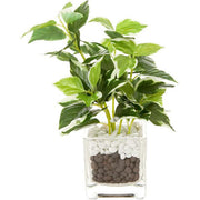 20CM PEPEROMIA SMALL GLASS POT