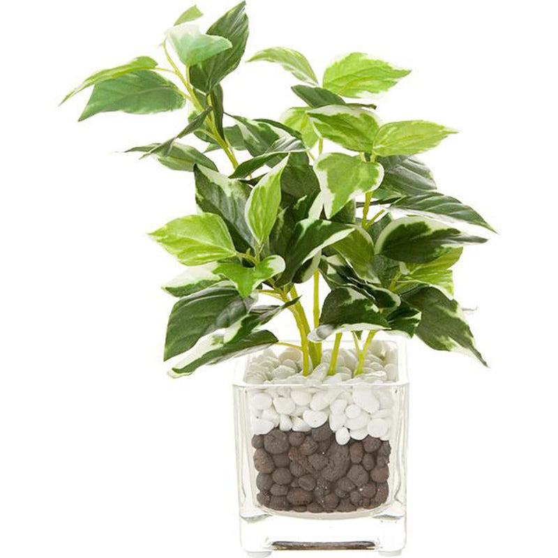 20CM PEPEROMIA SMALL GLASS POT