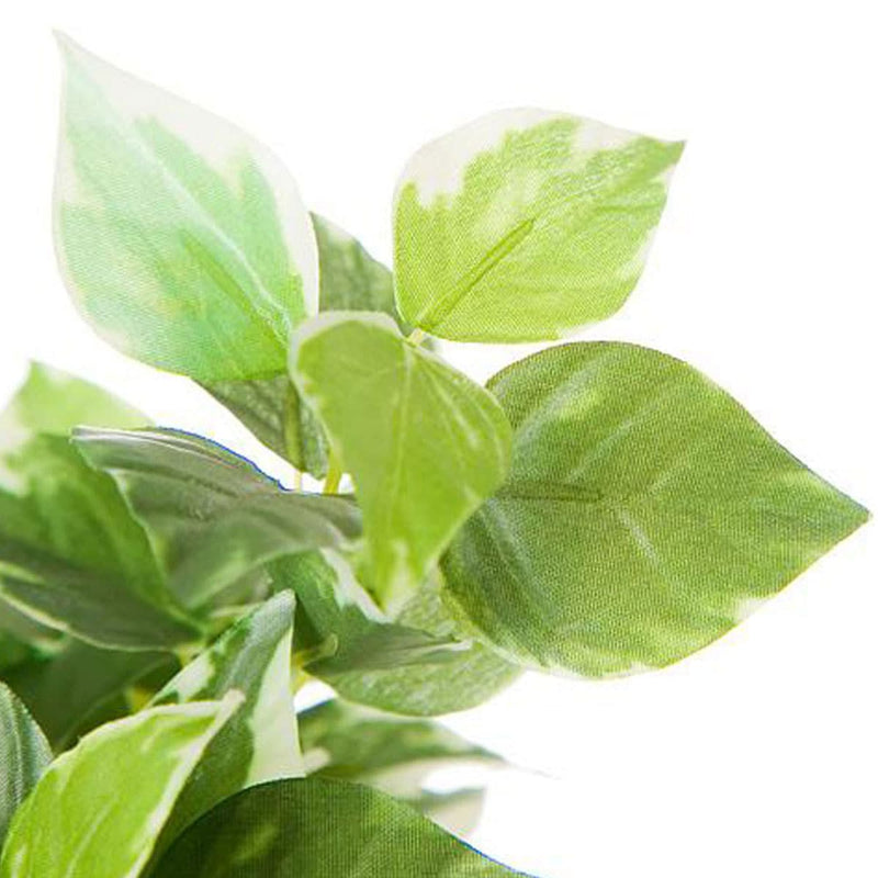 20CM PEPEROMIA SMALL GLASS POT