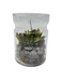 INDOOR GARDEN ARRANGE IN GLASS JAR CAU197 DT