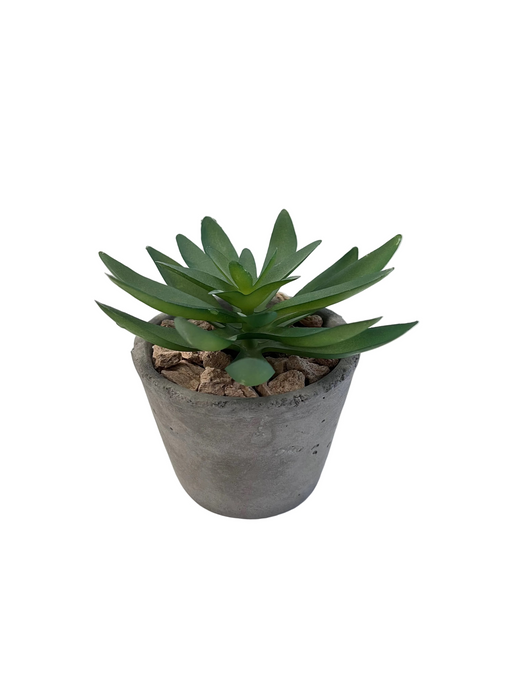 BONSAI ARRANGE IN CEMENT POT 20JC002 DT