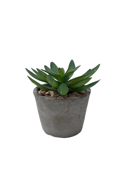 BONSAI ARRANGE IN CEMENT POT 20JC002 DT