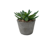 BONSAI ARRANGE IN CEMENT POT 20JC002 DT