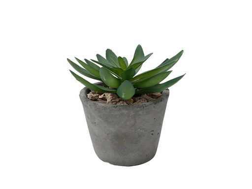 BONSAI ARRANGE IN CEMENT POT 20JC002 DT