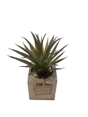 BONSAI ARRANGEMENT IN SQ WOODEN POT 20JC017 DT
