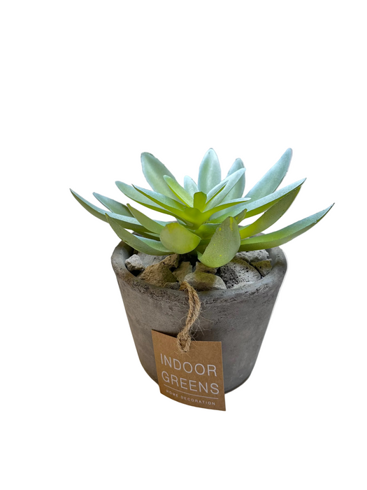 BONSAI ARRANGE IN CEMENT POT 20JC001 DT