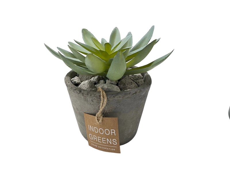 BONSAI ARRANGE IN CEMENT POT 20JC001 DT