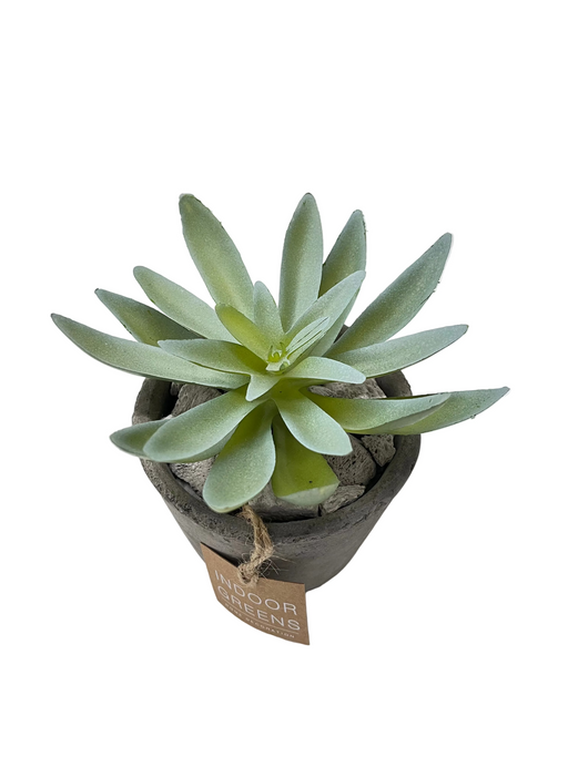 BONSAI ARRANGE IN CEMENT POT 20JC001 DT