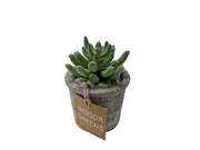 BONSAI ARRANGE ON TAPER T. POT 20JC003 DT