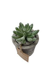 BONSAI ARRANGE ON TAPER T. POT 20JC003 DT