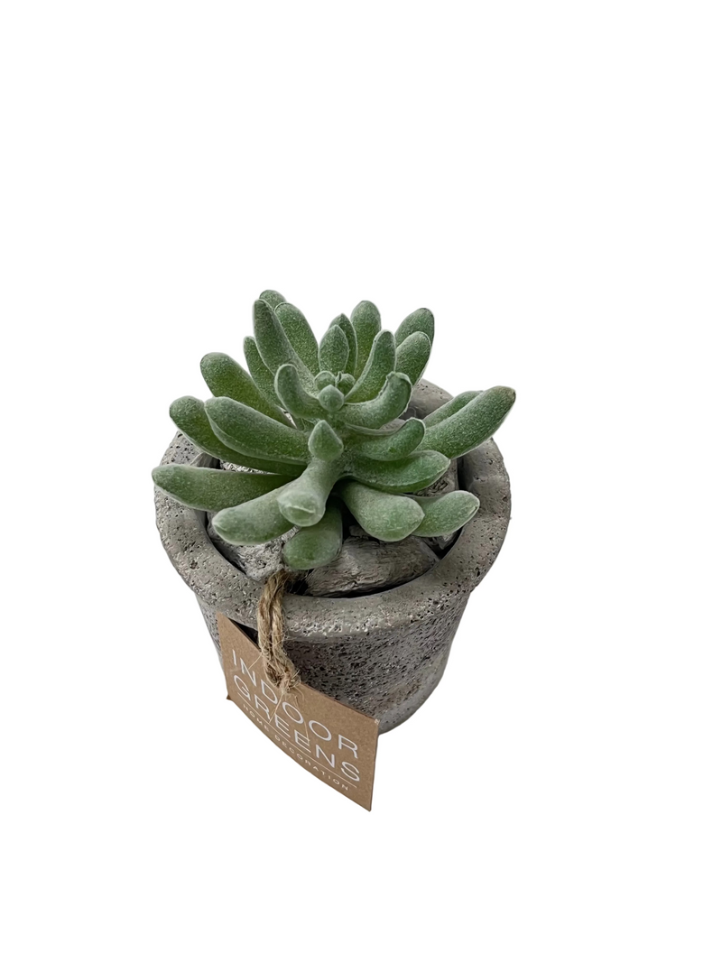 BONSAI ARRANGE ON TAPER T. POT 20JC003 DT